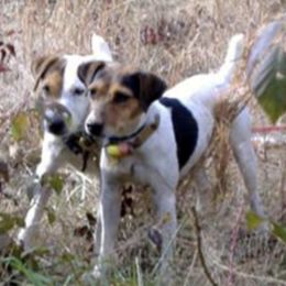 Jack Russell Terriers from Run Away Farm