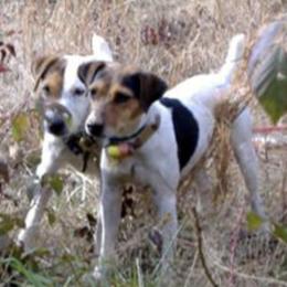 Jack Russell Terriers from Run Away Farm