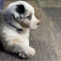 Miniature Australian Shepherd Puppies from Sand Dollar Aussies