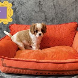 Cavalier King Charles Spaniel Puppies from Cavalier Castle