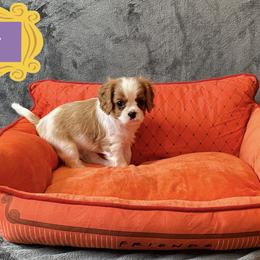 Cavalier King Charles Spaniel Puppies from Cavalier Castle