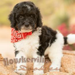 Maverick - Tri-color male Bernedoodle puppy in Wickenburg, Arizona from Houskerville Doodles