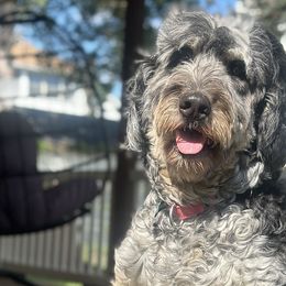 Bernedoodles and Poodles from Moonlight kennels