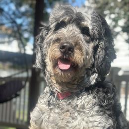 Bernedoodles and Poodles from Moonlight kennels
