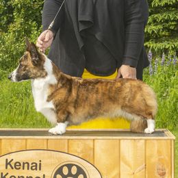 99 - Cardigan Welsh Corgi