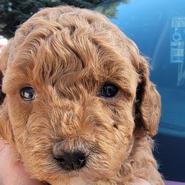Poodle Puppies from Bobbies poodles