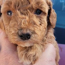 Poodle Puppies from Bobbies poodles