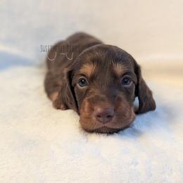 Hershey - Chocolate and tan male Dachshund puppy in San Diego, California from Sweetheart Doxies LLC
