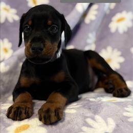 Silver Collar - Black and rust male Doberman Pinscher puppy in Lake City, Florida from Paintedcrazy Doberman Pinchers