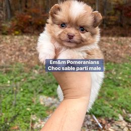 Choc sable merle parti - Chocolate merle male Pomeranian puppy in Kentucky from Em&M Pomeranians