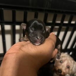 Hannah - Black and tan female Yorkshire Terrier puppy in Gastonia, North Carolina from Precious pups dynasty kennel