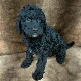 Max - Black male Goldendoodle puppy in Eau Claire, Wisconsin from Fisher River Doodle's