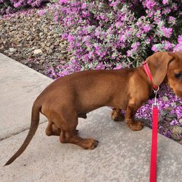 Boy 1 - Dachshund puppy in Buckeye, Arizona from AZ Dachshund Proud