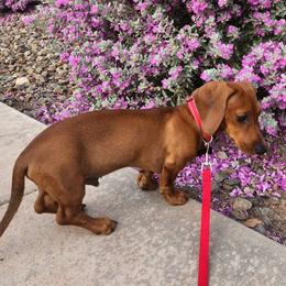 Boy 1 - Dachshund puppy in Buckeye, Arizona from AZ Dachshund Proud