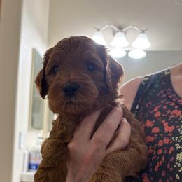 Mr. Brown - Red  male Goldendoodle puppy in Vacaville, California from North Bay Goldendoodles