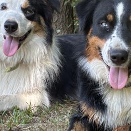 Australian Shepherds from Danddy Aussies