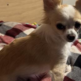 Tipsy - Chihuahua