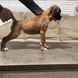 Gal - Fawn female Boxer puppy in Pico Rivera, California from Euro boxers of SoCal