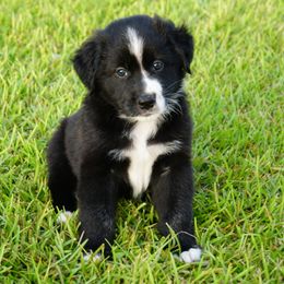 Australian Shepherd Puppies from Crown C Aussies