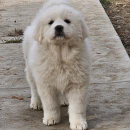 Red Collar Boy - White male Great Pyrenees puppy in Kennewick, Washington from Sandollar Farms | Alpacas & Great Pyrenees