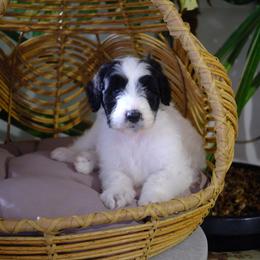 Blitzen - Black and white male Aussiedoodle puppy in Pomona, California from Socal Aussiedoodles