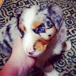 Australian Shepherd Puppies from Diamond Aussies N the Rough