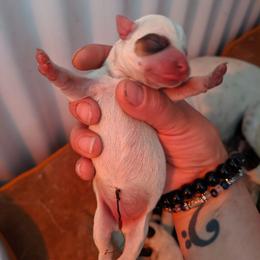 Girl tri cutie - Tri-colored female Parson Russell Terrier puppy in Phelan, California from Elite Parson Russells