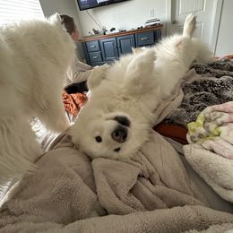 Samoyed All Grown Up from Marissa Wheeler