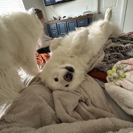 Samoyed All Grown Up from Marissa Wheeler