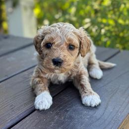 Carousel - Apricot male Goldendoodle puppy in Wharton, Texas from Little Fur Friends