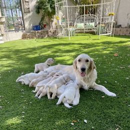 Golden Retriever Puppies from Suzy’s Golden Girls