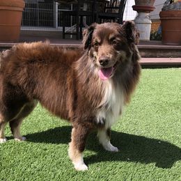 Millie - Miniature American Shepherd