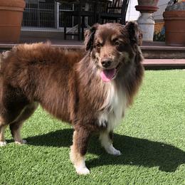 Millie - Miniature American Shepherd