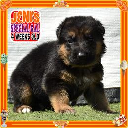 JENI'S SPLENDID - Black and red female German Shepherd puppy in Murrieta, California from Diamond Oaks German Shepherds