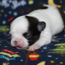Blade 3,300 - Sable spotted white male Chihuahua puppy in Cache, Oklahoma from Charming Lil Chihuahuas