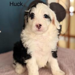 Huck - Black and white male Bernedoodle puppy in Denver, Pennsylvania from Redcay's Mini Bernedoodles