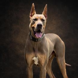 Dexter - Great Dane