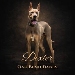 Dexter - Great Dane