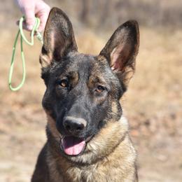 Banshee - German Shepherd