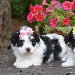 Havanese from Sweetwood Havanese