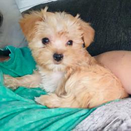 Gold Girl - Gold female Yorkshire Terrier puppy in Gilbertown, Alabama from Sasha's Yorkie Babes