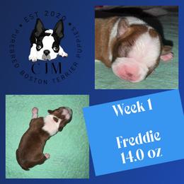 Freddie - Red male Boston Terrier puppy in Jupiter, Florida from CJM Boston and Boxer Puppies
