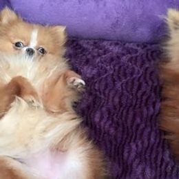 Pomeranians from J Lee Berget's Pomeranians