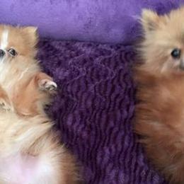 Pomeranians from J Lee Berget's Pomeranians