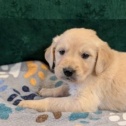 Wassail - Golden male Golden Retriever puppy in Lakeside, Arizona from Tall Pines Goldens