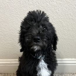 Labradoodle Puppies from Sweet Tea Labradoodles