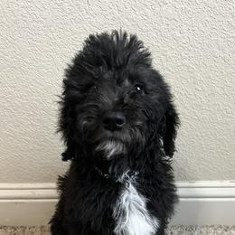 Labradoodle Puppies from Sweet Tea Labradoodles