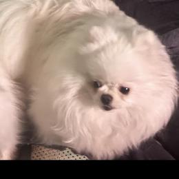 Pomeranian All Grown Up from D’ Pomlovers