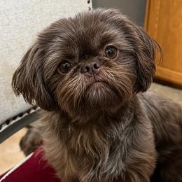 Godiva - Shih Tzu