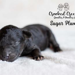 Sugar Plum - Phantom female Goldendoodle puppy in Woodruff, South Carolina from Crooked Creek Doodles and Poodles